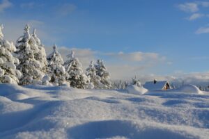 snow covered shrubs