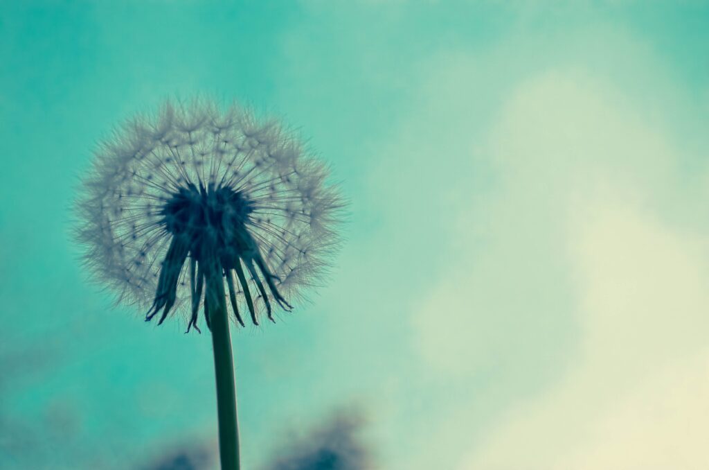 Close up of a dandelion against a blue-green sky