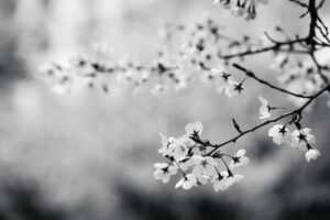 Grayscale photo of flower branch
