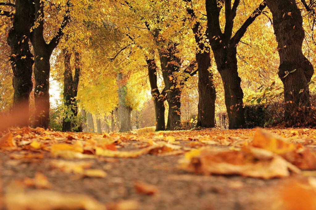 Taken close to the ground, the photo centers a tree along the long pathway of trees on either side. The path is filled with golden yellow-orange leaves that also still hang from the trees.
