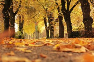 Taken close to the ground, the photo centers a tree along the long pathway of trees on either side. The path is filled with golden yellow-orange leaves that also still hang from the trees.