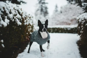 A dog in a sweater stands outside in the snow. The landscape of bushes and pine trees are covered in snow.