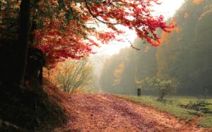 A cool morning overlooking a wide dirt path filled with autumn leaves. The grass is still green and a light fog hangs over the trees in the background.