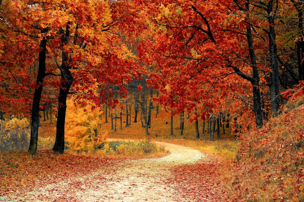 A dirt road in the woods with fallen orange leaves scattered about. The trees still hold orange, red autumn leaves.