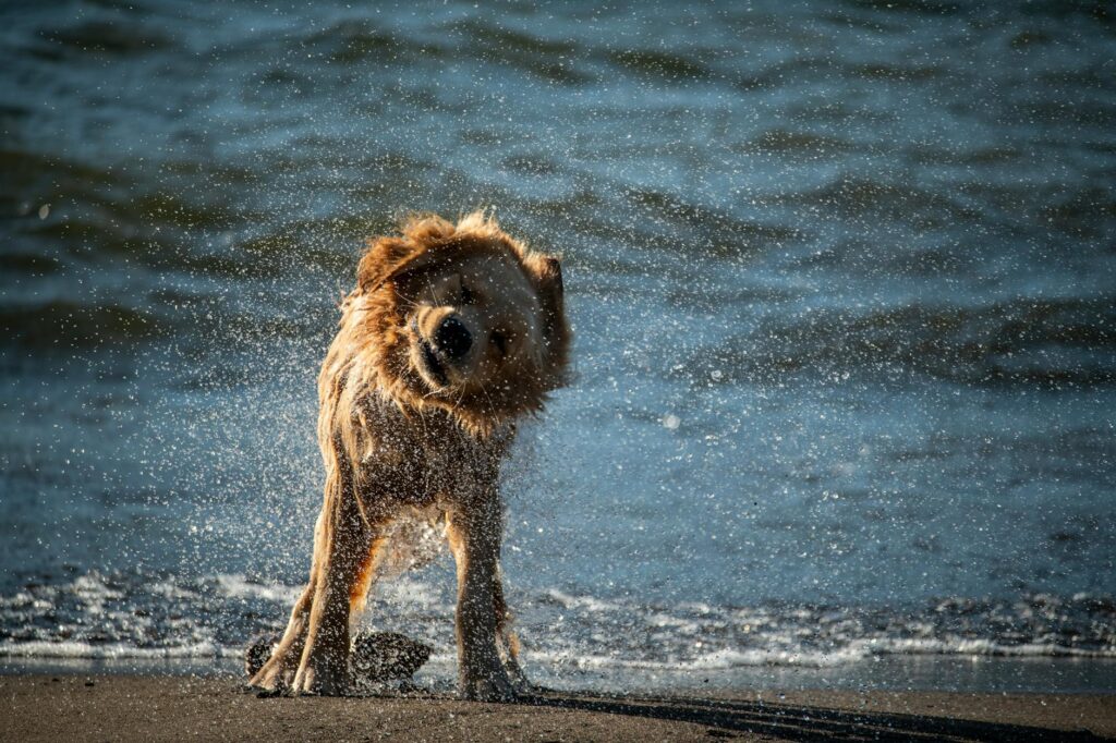 A small dog shakes off water near an ocean.
