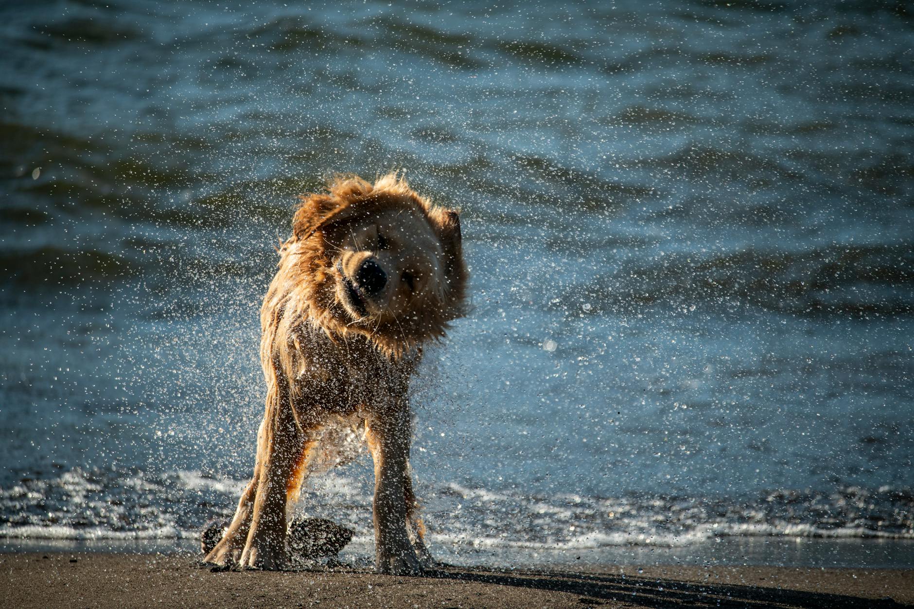 A small dog shakes off water near an ocean.